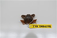 藏品(豆形拳蟹)的圖片